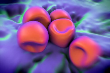 Aconite anter ve polen, bir akonit (Aconitum) çiçeğinden gelen polen tanecikleri. 