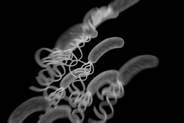 Helicobacter pylori bakterisine yakın çekim 