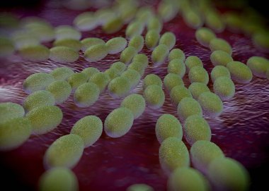 3D görüntüleme - asetobacter bakteri