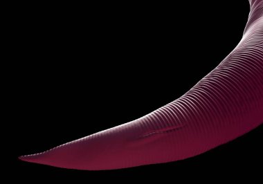 3D görüntüleme - Nematode solucanı