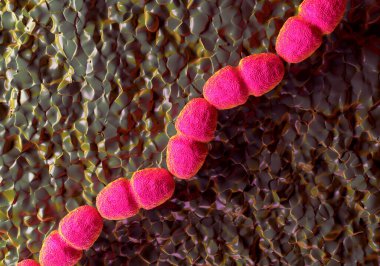 Streptococcus faecalis olarak bilinen Enterococcus faecalis bakterisi. Bu bakteriler yuvarlak veya oval şekilli koküsler, burada tipik olarak hücre zincirleri oluştururlar.
