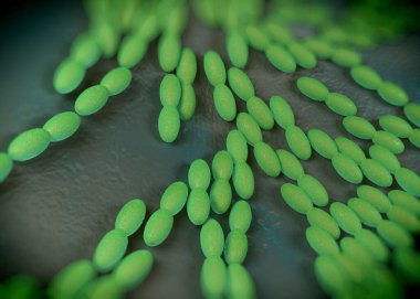 3D görüntüleme - asetobacter bakteri