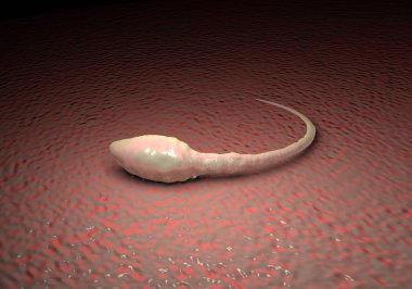 Sperm hücresi resimleme 