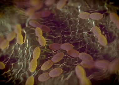 3D görüntüleme - asetobacter bakteri