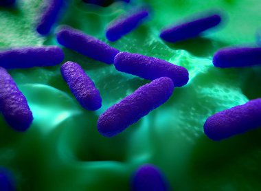 Salmonella typhimurium bakterisine yakın çekim
