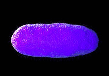 Salmonella typhimurium bakterisi, bir kırbaç, Gram negatif bakteri. S. typhimurium insanlarda gıda zehirlenmesinin (salmonellosis) başlıca nedenidir. Salmonella bakterileri yiyeceklere bulaşır.