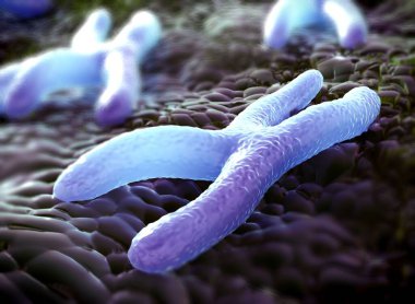 Kromozomlar genetik materyal DNA 'sının bir paketlenmiş halidir.