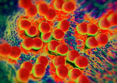 3D görüntüleme - Neisseria gonorrhoeae bakterisi