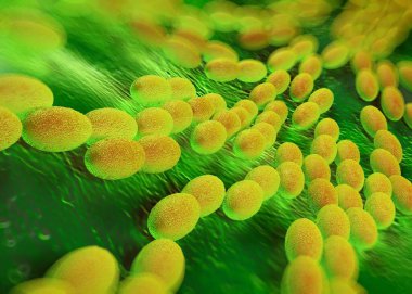 3D görüntüleme - asetobacter bakteri 