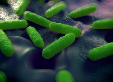 Bakteri hücrelerinin gösterimi