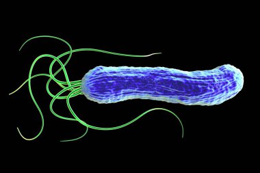 Helicobacter pylori bakterisine yakın çekim 