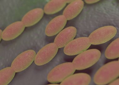 3D görüntüleme - asetobacter bakteri