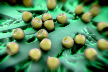 Aconite anter ve polen, bir akonit (Aconitum) çiçeğinden gelen polen tanecikleri. 