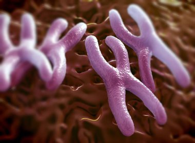 Kromozomlar genetik materyal DNA 'sının bir paketlenmiş halidir.