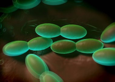 3D görüntüleme - asetobacter bakteri