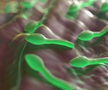 3D görüntüleme - lostridium tetani bakterisi 