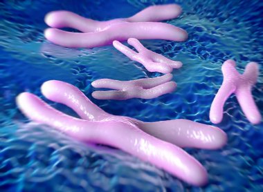 Kromozomlar genetik materyal DNA 'sının bir paketlenmiş halidir.