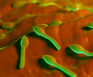 3D görüntüleme - lostridium tetani bakterisi 