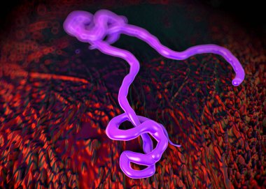  Ebola virüsü, Ebola ateşinin sebebi. Filovirüs grubundan biridir, bu yüzden ince ve uzun şekli için çağrılır.