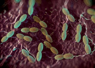 3D görüntüleme - asetobacter bakteri