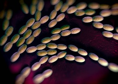 3D görüntüleme - asetobacter bakteri