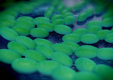 3D görüntüleme - asetobacter bakteri