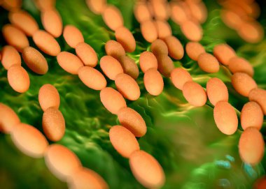 3D görüntüleme - asetobacter bakteri