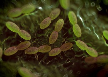 3D görüntüleme - asetobacter bakteri