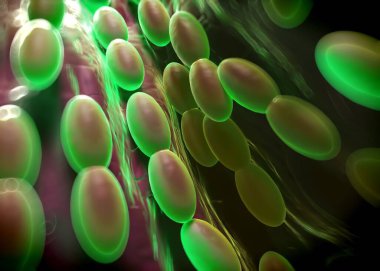 3D görüntüleme - asetobacter bakteri