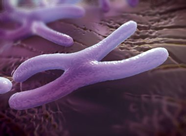 Kromozomlar genetik materyal DNA 'sının bir paketlenmiş halidir.