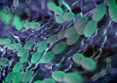3D görüntüleme - asetobacter bakteri