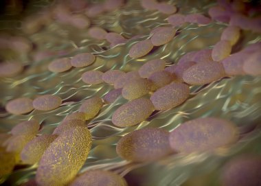 3D görüntüleme - asetobacter bakteri