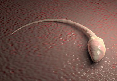 Sperm hücresi resimleme 