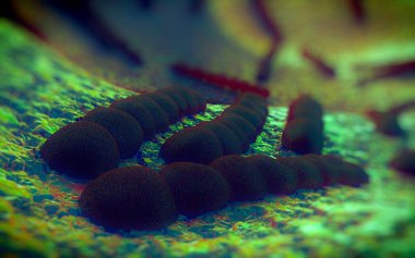 Streptococcus pneumoniae, Gram-pozitif koküs şekilli patojenik bakteridir ve zatürreye ek olarak pnömokok enfeksiyonlarına neden olur. .