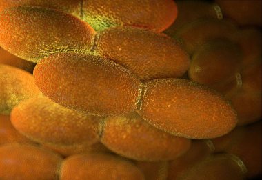 Sirke yapımında kullanılan asetobacter aseti bakterisi.