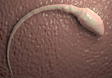 Sperm hücresi resimleme 