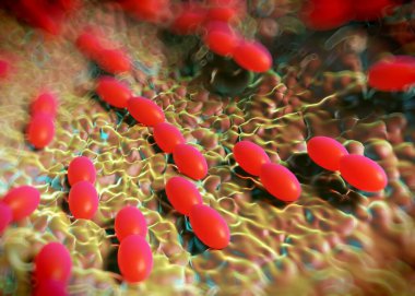 3D görüntüleme - asetobacter bakteri