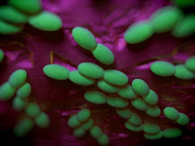 3D görüntüleme - asetobacter bakteri