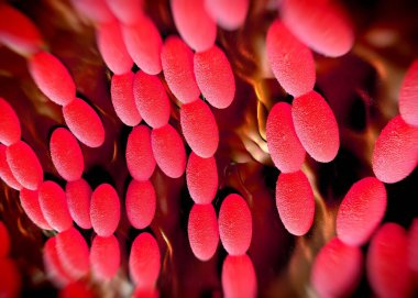 3D görüntüleme - asetobacter bakteri