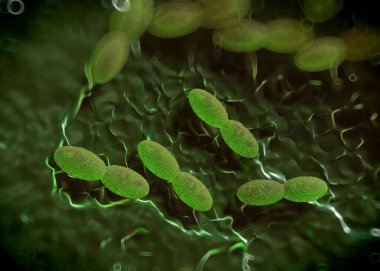 3D görüntüleme - asetobacter bakteri