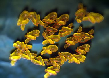3D görüntüleme - campylobacter jejuni bakterisi