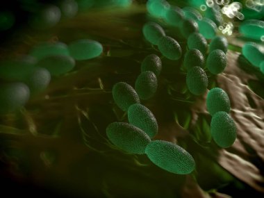 3D görüntüleme - asetobacter bakteri