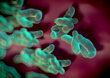 3D görüntüleme - campylobacter jejuni bakterisi