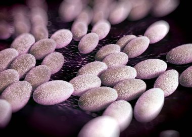 3D görüntüleme - asetobacter bakteri