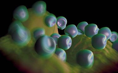 Aconite anter ve polen - 3D görüntüleme