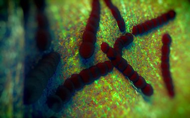 Streptococcus pneumoniae, Gram-pozitif koküs şekilli patojenik bakteridir ve zatürreye ek olarak pnömokok enfeksiyonlarına neden olur. .