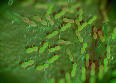 3D görüntüleme - asetobacter bakteri