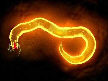 3d illüstrasyon - Nematode Solucanı
