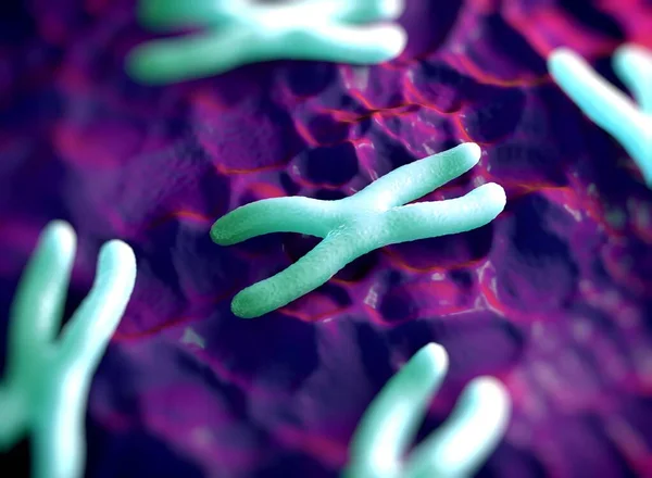 Los Cromosomas Son Una Forma Empaquetada Del Material Genético Adn —  Fotos de Stock