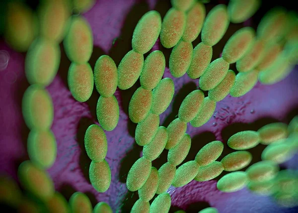 3D görüntüleme - asetobacter bakteri